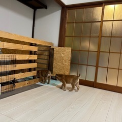 野犬の子犬『トライアル決定』 - 里親募集