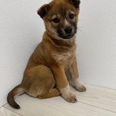 野犬の子犬『トライアル決定』 - 日立市