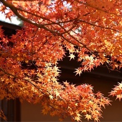 カメラ仲間募集📸 - 名古屋市