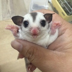 フクロモモンガ（プラチナ）メス