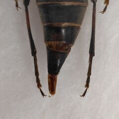 昆虫標本　エトロフハナカミキリ　難あり　未展足の画像