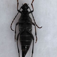 昆虫標本　エトロフハナカミキリ　難あり　未展足の画像