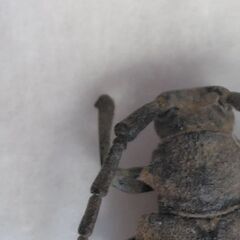 昆虫標本　エゾカミキリ　未展足の画像
