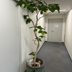 植木