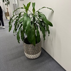 植木