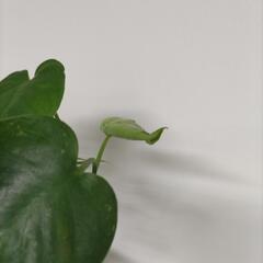 モンステラ＆テーブルヤシの画像