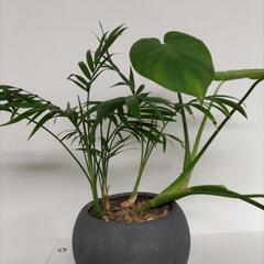 モンステラ＆テーブルヤシの画像