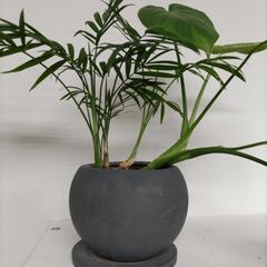 モンステラ＆テーブルヤシの画像