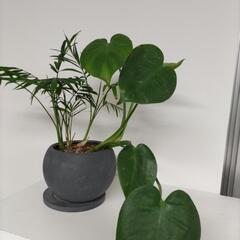 モンステラ＆テーブルヤシ