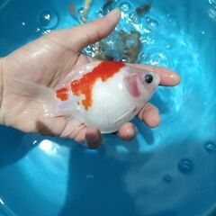 決まりました！値下げ❢玉サバ　透明鱗　金魚　水槽の画像