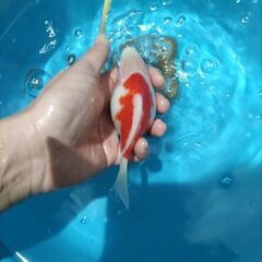 決まりました！値下げ❢玉サバ　透明鱗　金魚　水槽
