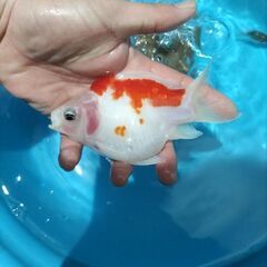 決まりました！値下げ❢玉サバ　透明鱗　金魚　水槽の画像