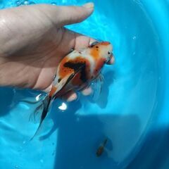 金魚　玉サバ　キャリコ玉サバ　水槽 簡易発送OK