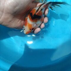 金魚　玉サバ　キャリコ玉サバ　水槽 簡易発送OKの画像
