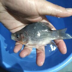 値下げ！変わり金魚　玉サバ　簡易発送OK