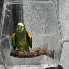 大型インコキャリー・ポリカーボキャリー