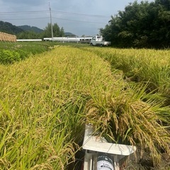米　20kg