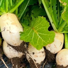 大根　かぶ　野菜