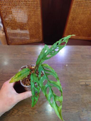モンステラオブリクアペルー