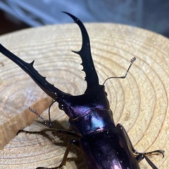 メタリフェルホソアカクワガタ
