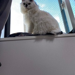 猫砂、カリカリ、パウチ、猫缶