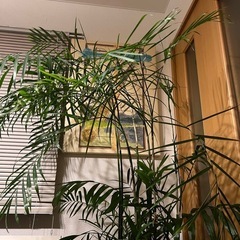 2月13日まで！！映え！！セフリジヤシの画像