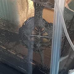 亀飼いのお友だちがほしいです！