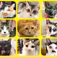 💓モフモフ🐈保護猫譲渡会🐈‍⬛こたつでまったり触れ合えます💓 - 熊本市