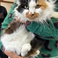 💓モフモフ🐈保護猫譲渡会🐈‍⬛こたつでまったり触れ合えます💓 - その他