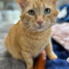 💓モフモフ🐈保護猫譲渡会🐈‍⬛こたつでまったり触れ合えます💓 - イベント