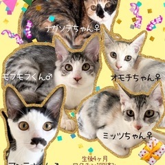 💓モフモフ🐈保護猫譲渡会🐈‍⬛こたつでまったり触れ合えます💓 − 熊本県