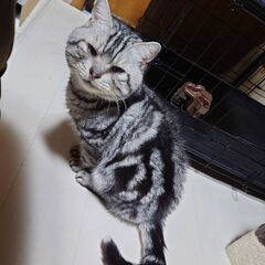 戸を開けると猛ダッシュでやって来るアメショのレオくん