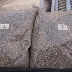 ひまわりの種 動物飼料の画像