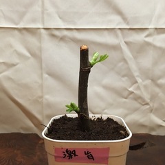いちじく苗