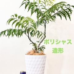 観葉植物　ポリシャス造形バージョン