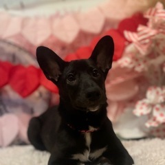 中型犬サイズあゆちゃん - 犬