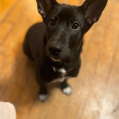 中型犬サイズあゆちゃん