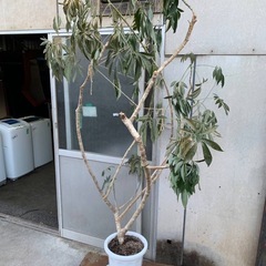 ♦️観葉植物 3756