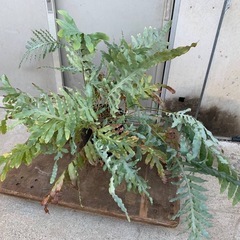 ♦️観葉植物 3757