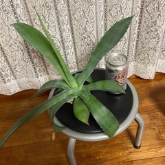 アガベ　観葉植物の画像