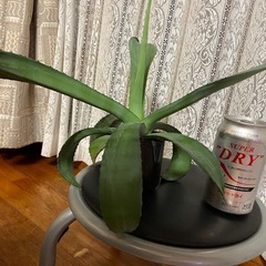 アガベ　観葉植物の画像