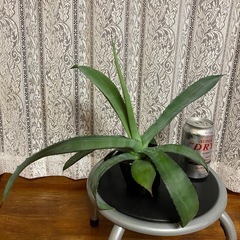 アガベ　観葉植物の画像