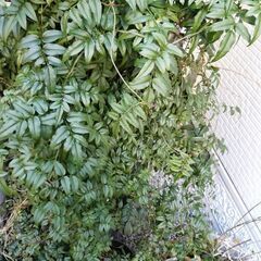 ◆キャンセル待ち◆羽衣ジャスミン【グリーンカーテンにオススメ！】