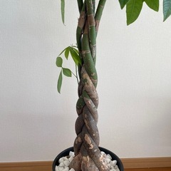 観葉植物の画像