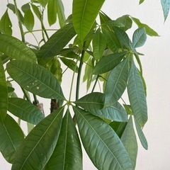 観葉植物の画像