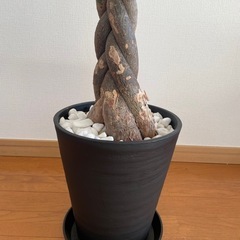 観葉植物の画像