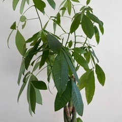 観葉植物の画像