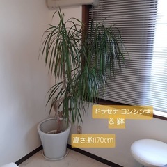 【無料:2/11(火)13時限定】ドラセナコンシンネお渡し