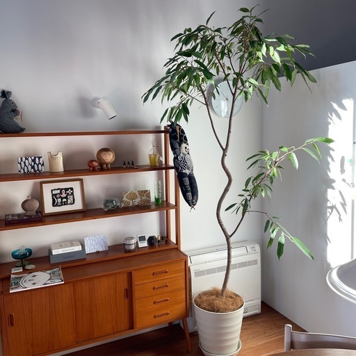 【大型観葉植物】アムステルダムキング　