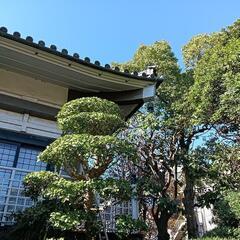 植木剪定